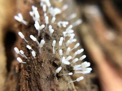 Stemonitopsis typhina