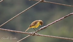 Machetornis rixosa