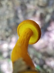 Aureoboletus auriflammeus