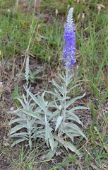 Veronica hololeuca