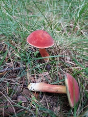 Hortiboletus rubellus