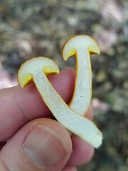Aureoboletus auriflammeus
