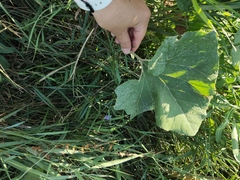 Petasites spurius