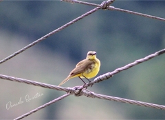 Machetornis rixosa
