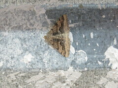 Frederickia s-signata