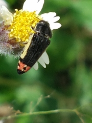 Acmaeodera flavomarginata