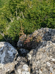 Scrophularia rupestris