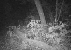 Didelphis albiventris