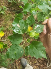 Crataegus phaenopyrum
