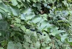 Polygonatum biflorum commutatum