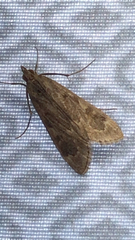 Pyraustini