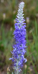 Veronica hololeuca
