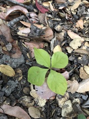 Lysimachia latifolia