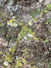 Tripleurospermum inodorum