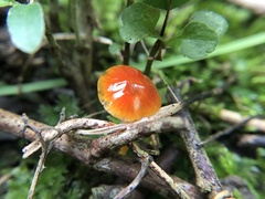 Gliophorus psittacinus