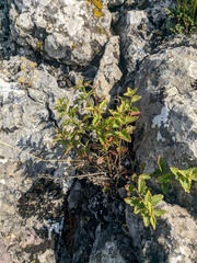 Scrophularia rupestris