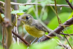 Vireo gundlachii