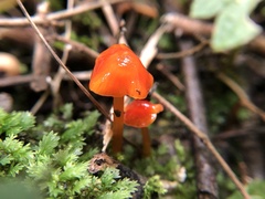 Gliophorus psittacinus