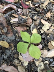 Lysimachia latifolia