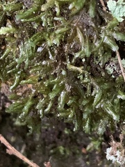 Homalia trichomanoides