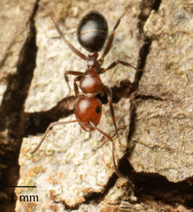 Camponotus lateralis
