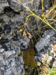 Bupleurum falcatum