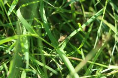 Helophilus trivittatus