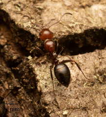 Camponotus lateralis