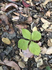 Lysimachia latifolia
