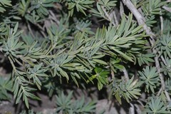 Podocarpus elongatus