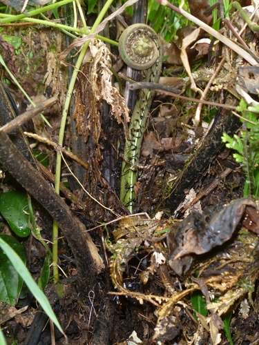 Diplazium proliferum