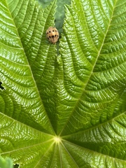 Epilachna tredecimnotata