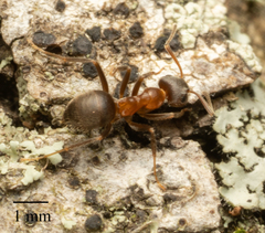 Lasius emarginatus