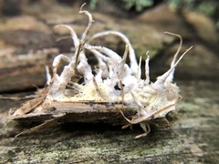 Akanthomyces
