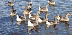 Anser anser domesticus × anser cygnoides domesticus