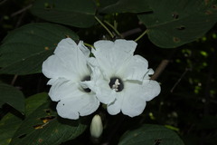 Ipomoea cuprinacoma