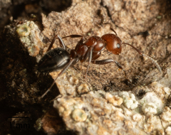 Camponotus lateralis