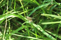 Helophilus trivittatus