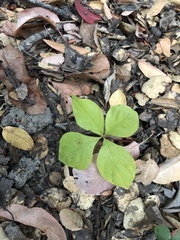 Lysimachia latifolia