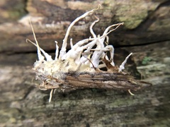 Akanthomyces