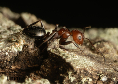 Camponotus lateralis