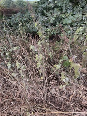 Teucrium scorodonia