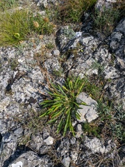 Cephalaria coriacea