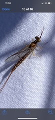 Hexagenia limbata