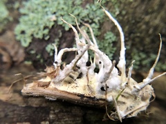 Akanthomyces
