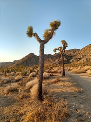 Yucca brevifolia