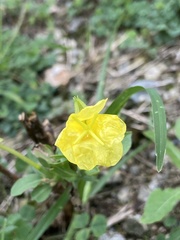 Oenothera pilosella