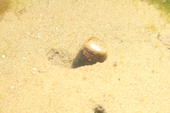 Ensis