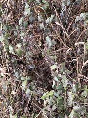 Teucrium scorodonia