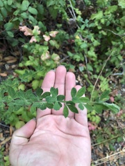 Genista monspessulana